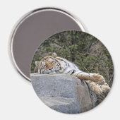 Magnet Tiger "Jour de folie" (Recto/Verso)