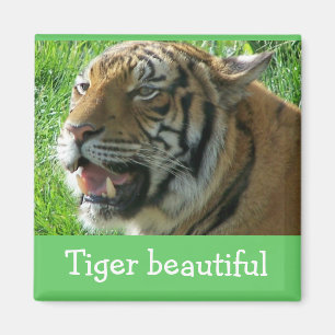Magnet Tiger, mooi Magneet