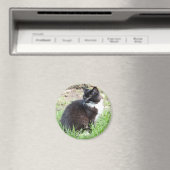 Magnet Tuxedo Kitten (In Situ (Lave-vaisselle))