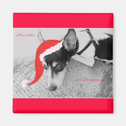 Magnet voor Kerstmis, Rat Terrior Magneet (Voorkant)