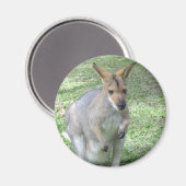 Magnet Wallaby australien (Recto/Verso)
