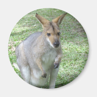Magnet Wallaby australien