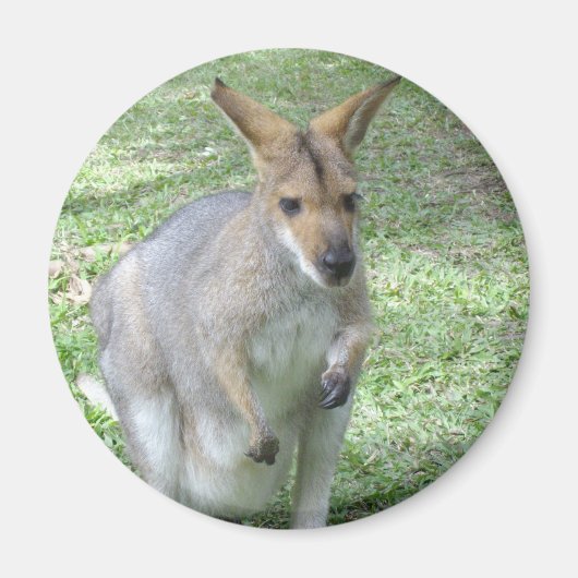 Magnet Wallaby australien (Devant)