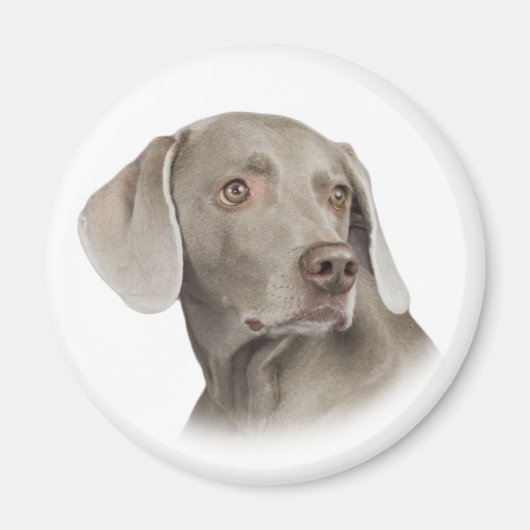 Magnet Weimaraner (Devant)