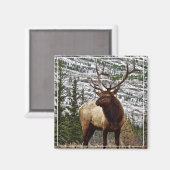 Magnet Yellowstone Elk (Recto/Verso)