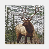 Magnet Yellowstone Elk (Devant)