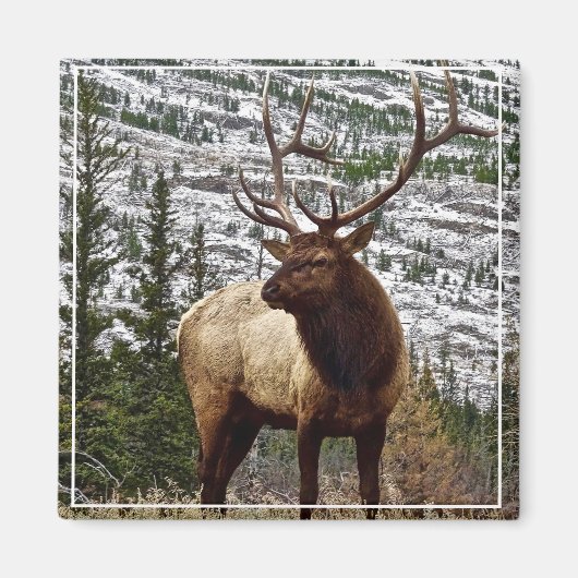 Magnet Yellowstone Elk (Devant)