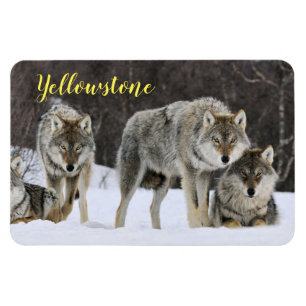 Magnet-Yellowstone Wolf Magneet