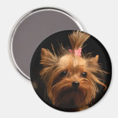 Magnet Yorkshire Terrier (Recto/Verso)