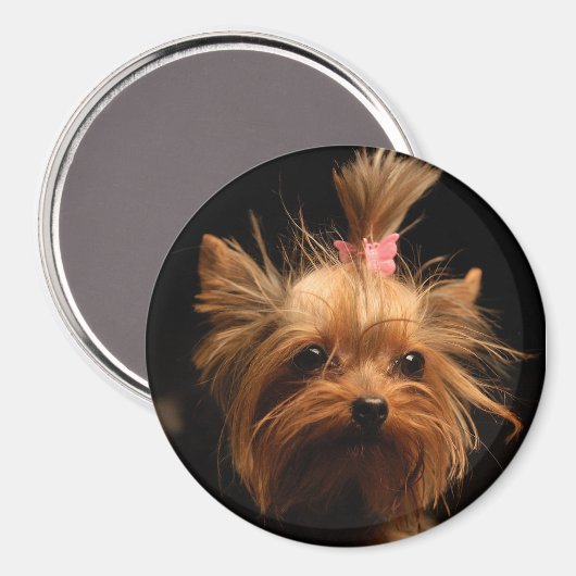 Magnet Yorkshire Terrier (Recto/Verso)