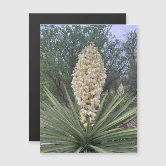 Magnet Yuccas en floraison (Devant / Derrière)