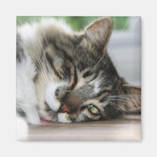 Magnet Zorro dormant