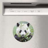 Magnetfoto reuzenpanda. Panda-wedstrijd. Magneet (Insitu (Vaatwasser))