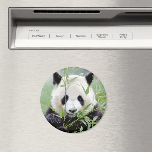 Magnetfoto reuzenpanda. Panda-wedstrijd. Magneet (Insitu (Vaatwasser))