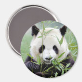 Magnetfoto reuzenpanda. Panda-wedstrijd. Magneet (Voorkant / Achterkant)