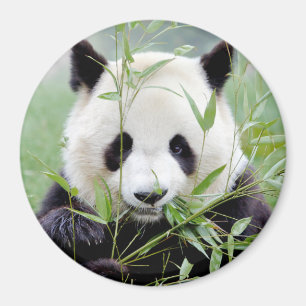 Magnetfoto reuzenpanda. Panda-wedstrijd. Magneet