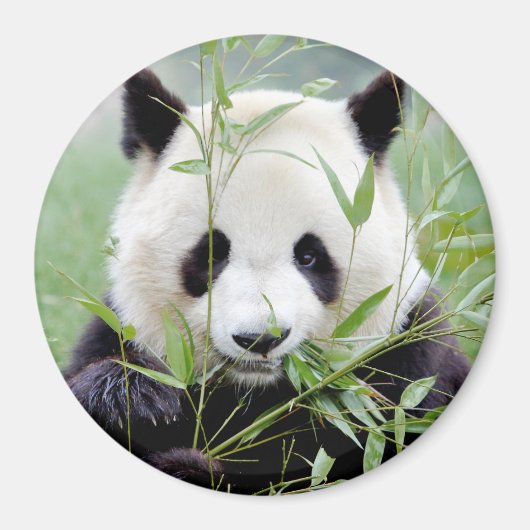 Magnetfoto reuzenpanda. Panda-wedstrijd. Magneet (Voorkant)