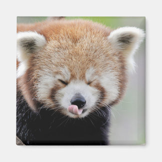 Magnetfoto rode panda. Panda roux. Magneet