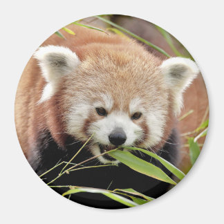 Magnetfoto rode panda. Panda roux. Magneet