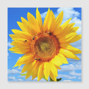 Magnétique Carte de tournesol et d'abeilles jaunes