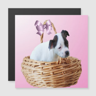 Magnétique Chiots Staffordshire noir et blanc, carte magnétiq