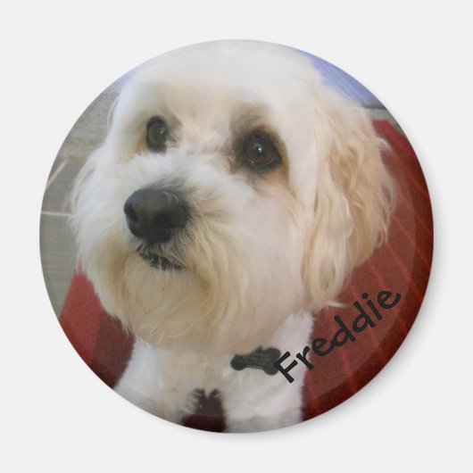 Magnetische persoonlijkheden - Freddie Magneet (Voorkant)