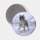 Magnets Akita Puppy (Recto/Verso)