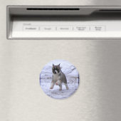 Magnets Akita Puppy (In Situ (Lave-vaisselle))