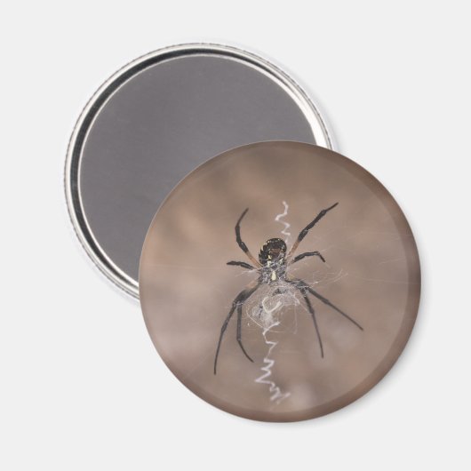 Magnets araignées (Recto/Verso)