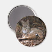 Magnets Bobcat (Recto/Verso)