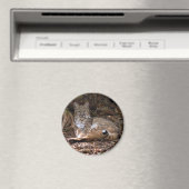 Magnets Bobcat (In Situ (Lave-vaisselle))
