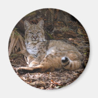 Magnets Bobcat