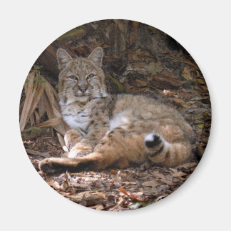 Magnets Bobcat