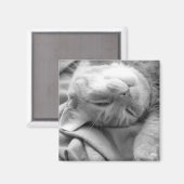Magnets Cat Nap (Recto/Verso)