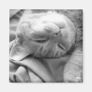 Magnets Cat Nap
