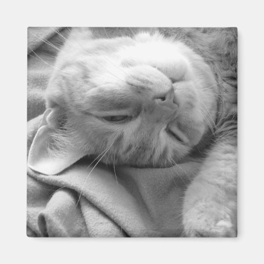 Magnets Cat Nap (Devant)