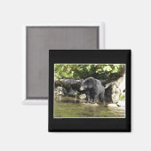 Magnets de l'ours noir (Recto/Verso)