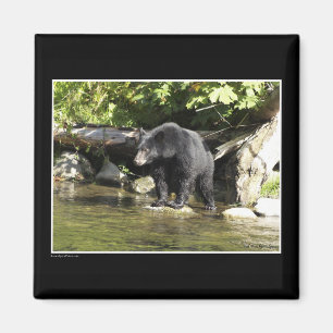 Magnets de l'ours noir