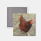Magnets de poulet (Recto/Verso)