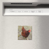 Magnets de poulet (In Situ (Lave-vaisselle))