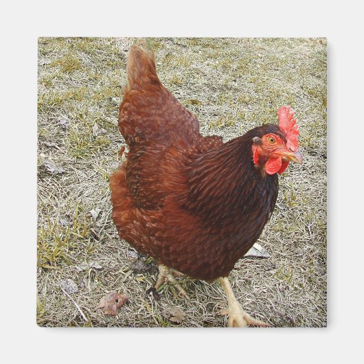 Magnets de poulet (Devant)