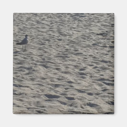 Magnets de Seagull (Devant)