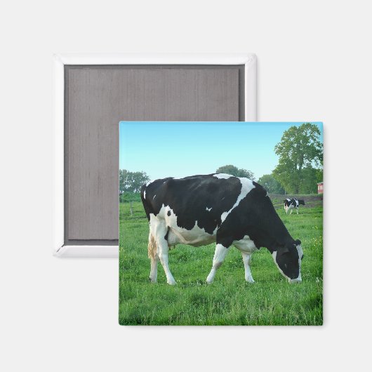 Magnets de vache (Recto/Verso)