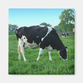 Magnets de vache (Devant)