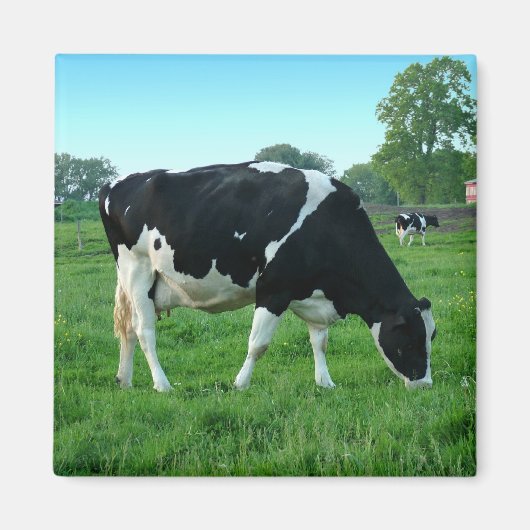 Magnets de vache (Devant)