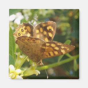 Magnets papillons