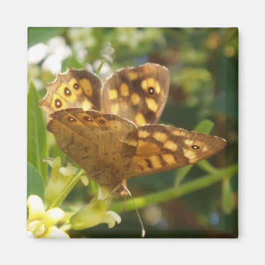 Magnets papillons (Devant)