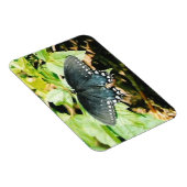 Magnets photo Black White Swallowtail (Côté Droit)
