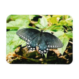 Magnets photo Black White Swallowtail