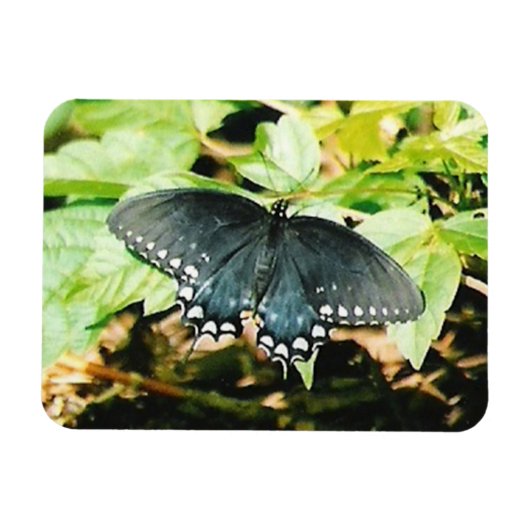 Magnets photo Black White Swallowtail (Horizontal)